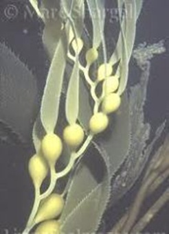 Macrocvstis-largest-algae Macrocvstis-largest-algae