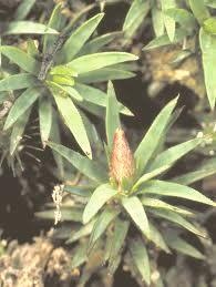 [Dawsonia-largest-bryophyte[6].jpg]