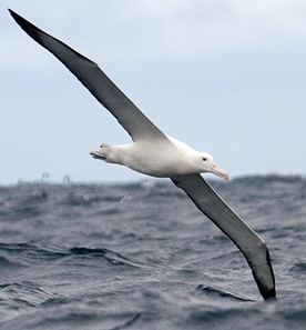 Diomedia-epomorphora- Largest-seabird