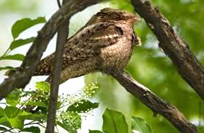 Poor will-Hibernating bird Poor will-Hibernating bird