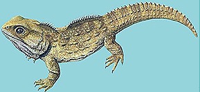 Sphenodon-Living-fossil-reptile Sphenodon-Living-fossil-reptile