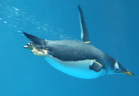 Pygoscellus-papua-Fastest-swimmer-bird