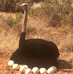 ARKive image GES058112 - Ostrich ARKive image GES058112 - Ostrich