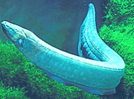 Electrophorous-electrius -electriceel-fish Electrophorous-electrius -electriceel-fish