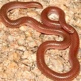 [Lepto-typhlops-Smallest-snake[15].jpg]