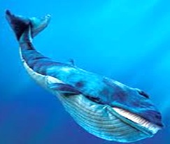 Blue-Whale-Largest-mammal