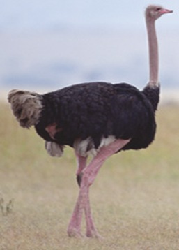 Ostrich-largest-bird