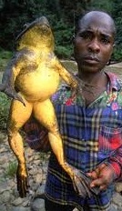 [Rana_goliath-largest__frog[6].jpg]