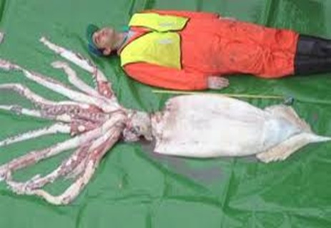 Giant squid _large invertibrate