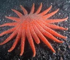 Pycnopodia-largest-starfish