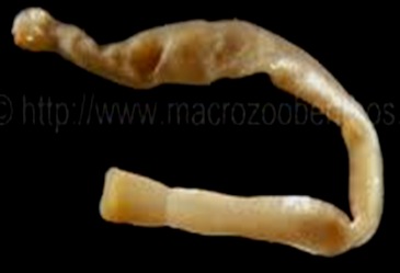 Chaetoderma-primitive-mollusc
