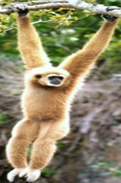 Gibbon-primitive-ape