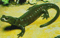 salamander-Viviparous-urodela