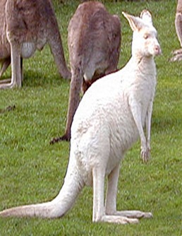Kangaroo-oviparous