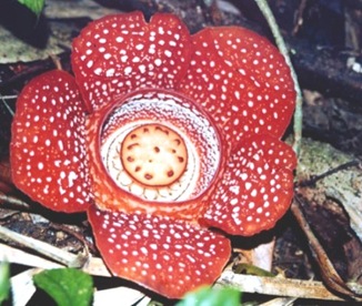 Rafflesia-largest-flower
