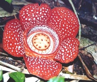 Rafflesia-largest-flower Rafflesia-largest-flower