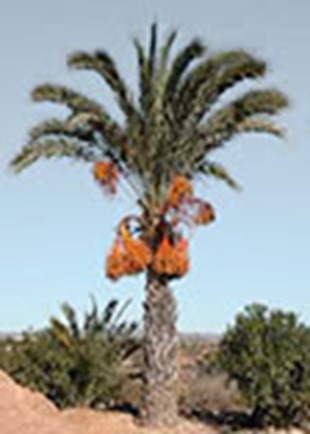 Raphia-largest_leaves Raphia-largest_leaves