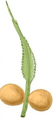 cycas-megasporophyll cycas-megasporophyll
