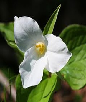 Trillium-largest-chromosomes