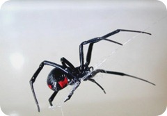 mostpoisonous-black_widow-spider