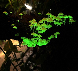bioluminescent-mushrooms bioluminescent-mushrooms