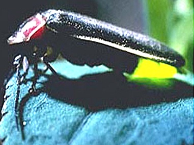 bioluminescence-Photurus bioluminescence-Photurus