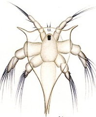 Nauplius-larvae-prawn Nauplius-larvae-prawn