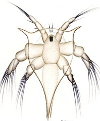 Nauplius-larvae-prawn