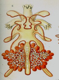 brachiolaria_larva brachiolaria_larva