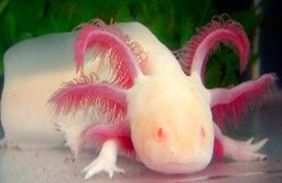 Axolotl-larvae-Ambystoma