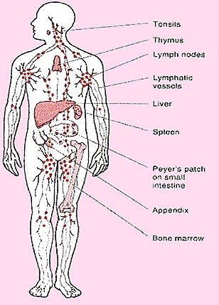 lymph-glands