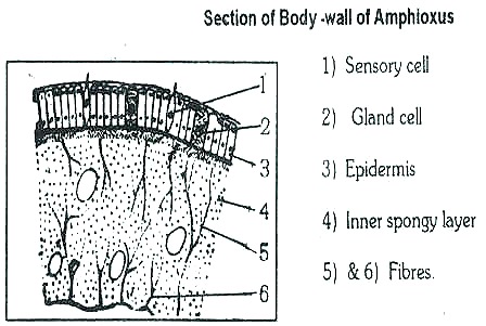 [AMPHIOXUS- BODY WALL[11].jpg]