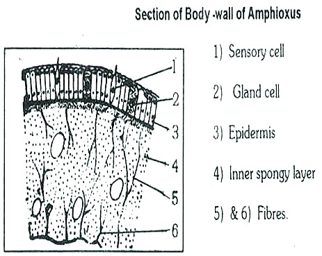 AMPHIOXUS- BODY WALL AMPHIOXUS- BODY WALL
