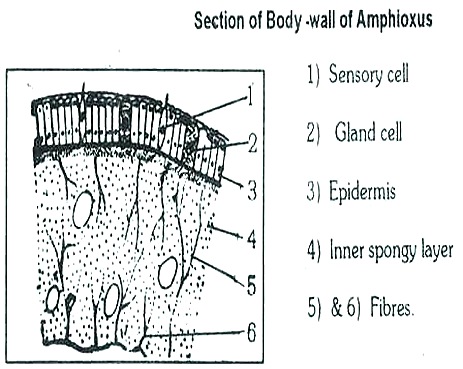 AMPHIOXUS- BODY WALL