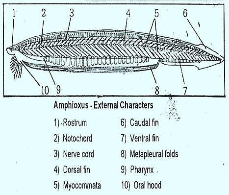 Amphioxus