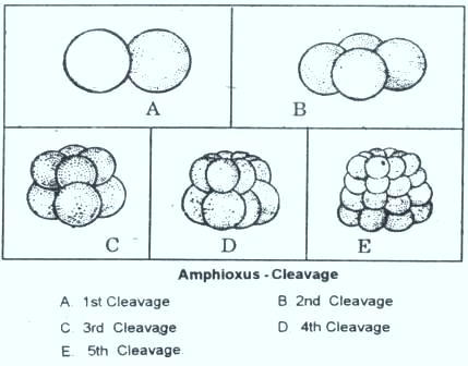[amphioxus -blastula[25].jpg]
