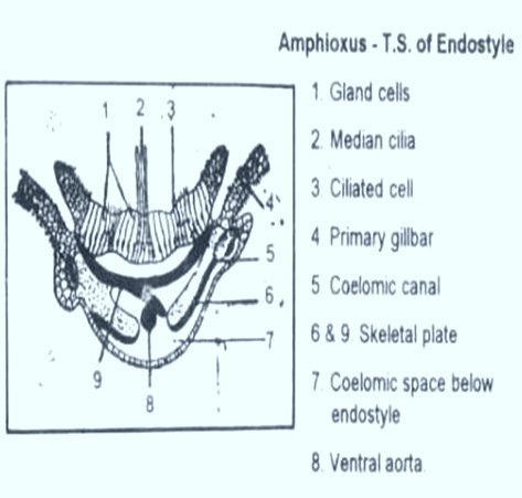 Endostyle-Amphioxus