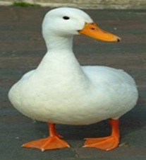duck-web