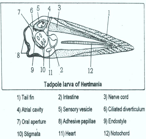 herdmania-tadpole larva