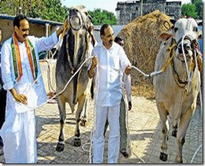 cattle-breeding2