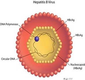 HEPATITIS-VIRUS