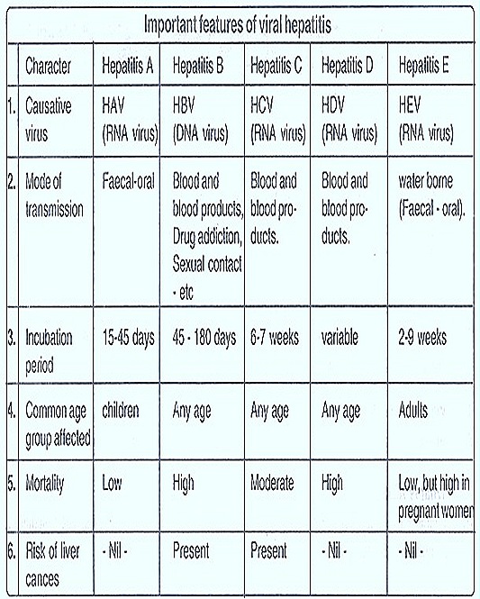 the different types of the hepatitis disease Chronic hepatitis b and chronic hepatitis c virus infections are both potentially about 5% of participants entered the study with each type of chronic hepatitis after a median follow-up of almost 8 years, all-cause mortality was. the different types of the hepatitis disease Chronic hepatitis b and chronic hepatitis c virus infections are both potentially about 5% of participants entered the study with each type of chronic hepatitis after a median follow-up of almost 8 years, all-cause mortality was.