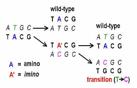 transition-mutation