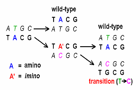 transition-mutation transition-mutation