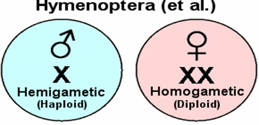 sex-determination-hymenoptera