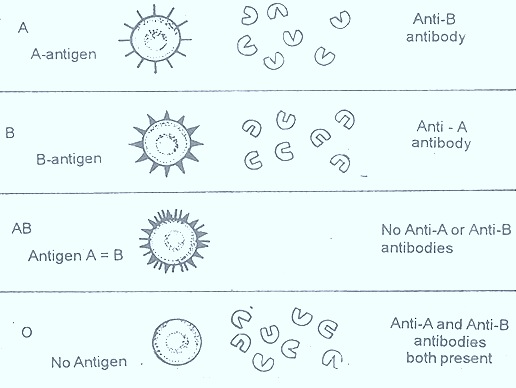 blood-groups-antigens-antibody