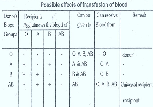 blood group inheritance biozoom blood inheritance chart