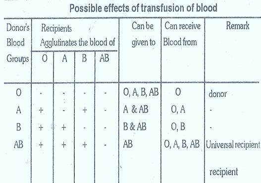 blood-groups-transfusion