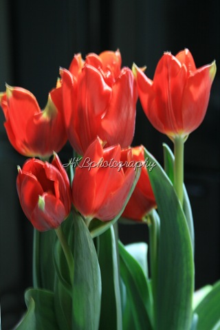 [tulips[7].jpg]