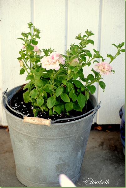 Pelargoner og div mai -10 012